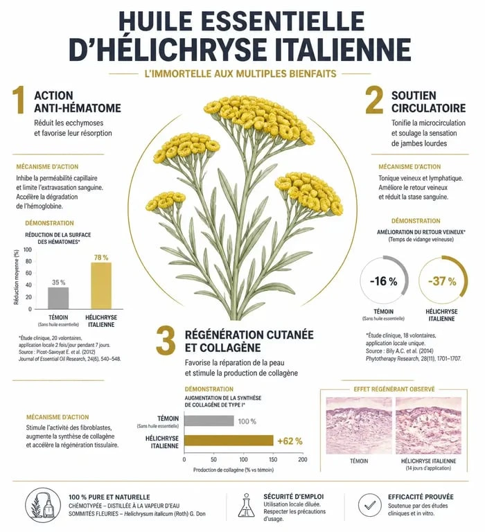 Infographie des bienfaits de l'huile essentielle d'hélichryse italienne : propriétés anti-hématome, circulatoires et anti-âge.